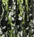 Black green